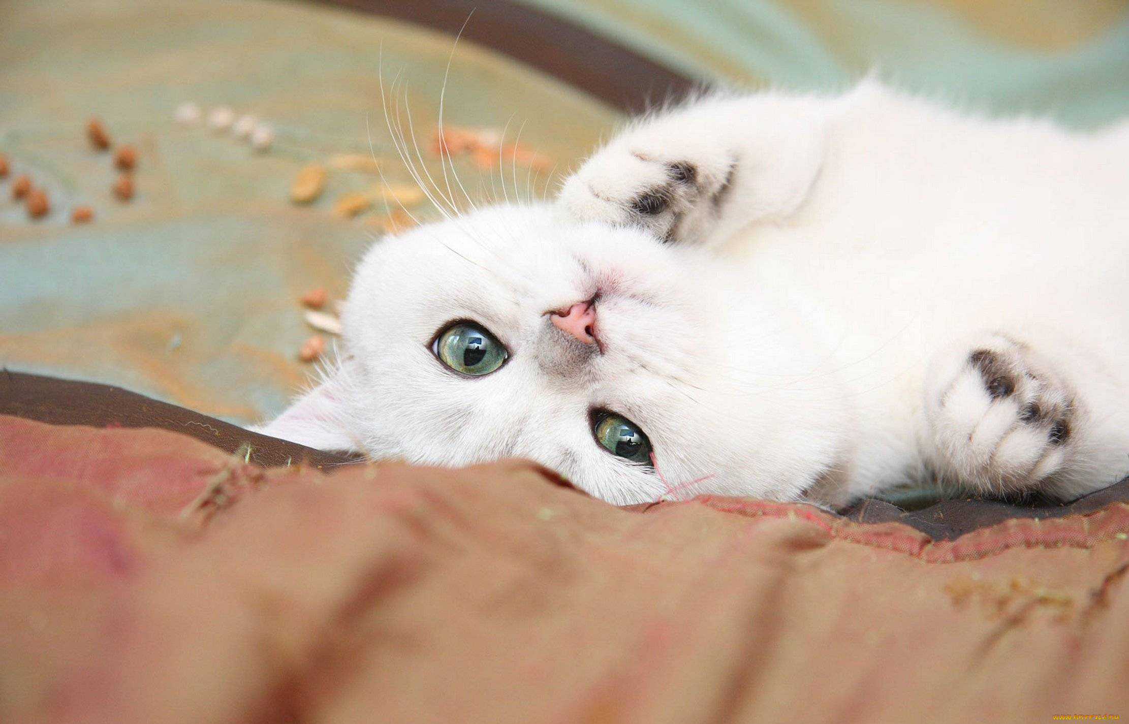 Белая киса. Красивые кошечки. Нежные котята. Красивые коты. Нежная кошка.